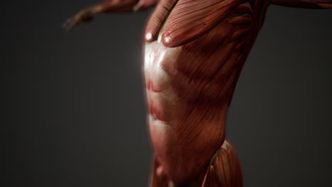 Sistema-Muscular-De-Animación-Del-Cuerpo-Humano